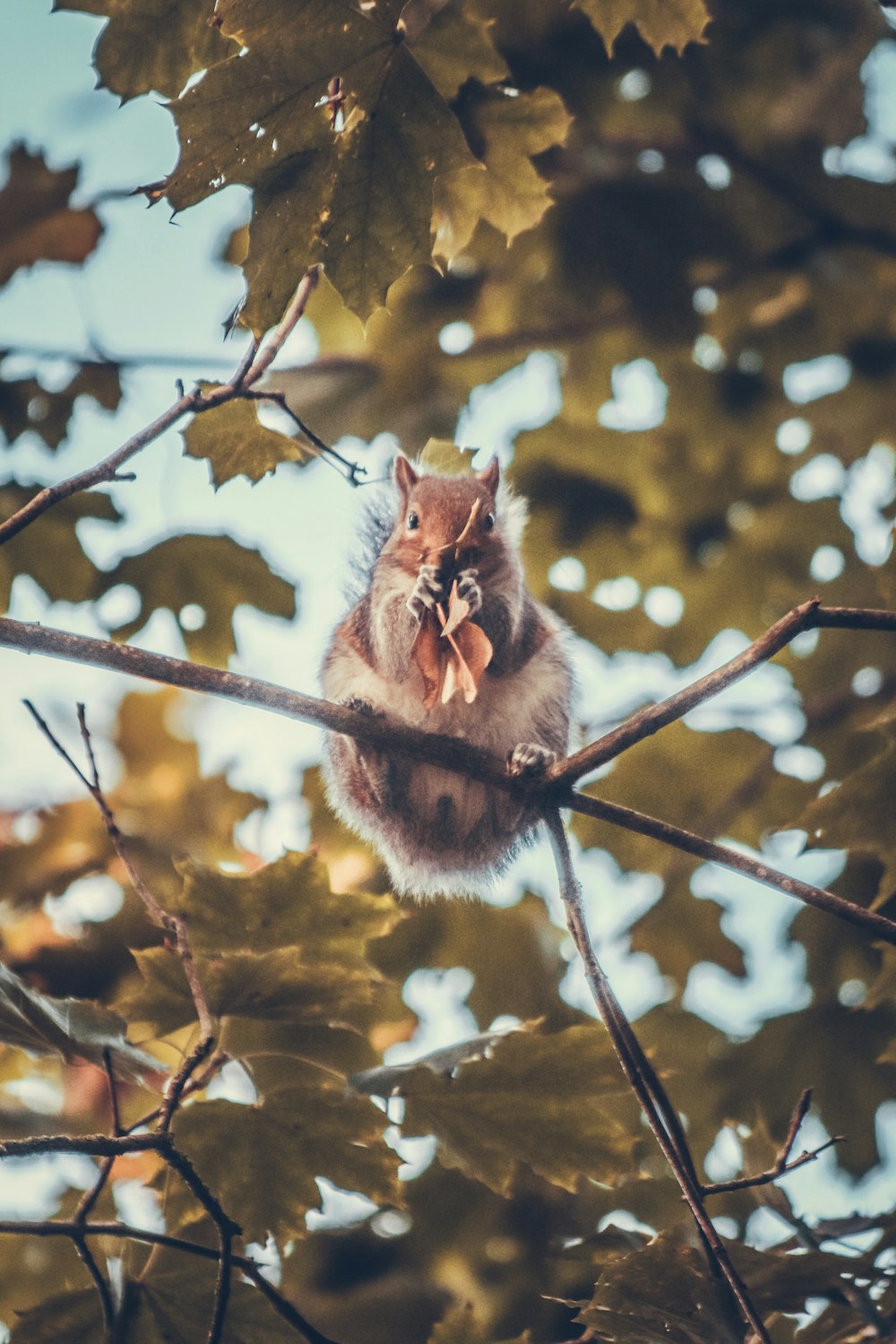 a squirrel sitting in a tree eating something