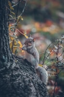 A smiling squirrel holding an acorn, surrounded by autumn leaves in warm tones.