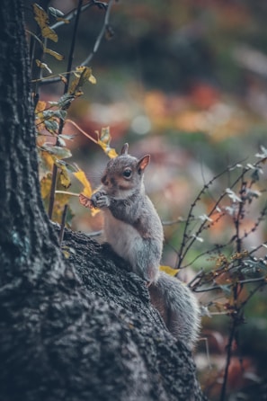 A smiling squirrel holding an acorn, surrounded by autumn leaves in warm tones.