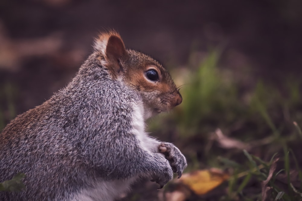 a close up of a squirrel on the ground