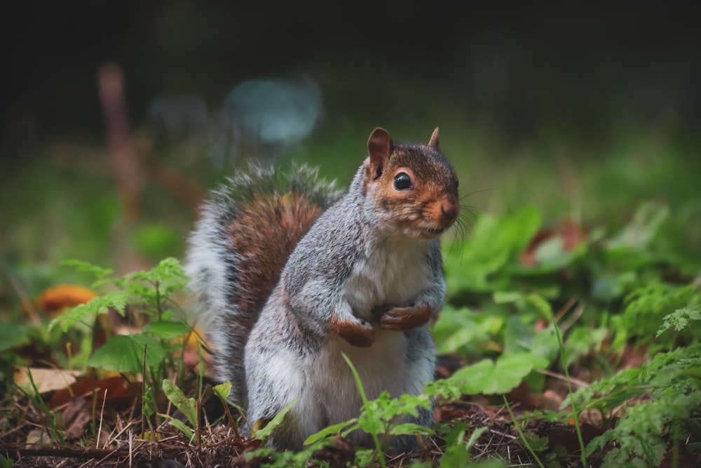 a small squirrel is standing in the grass