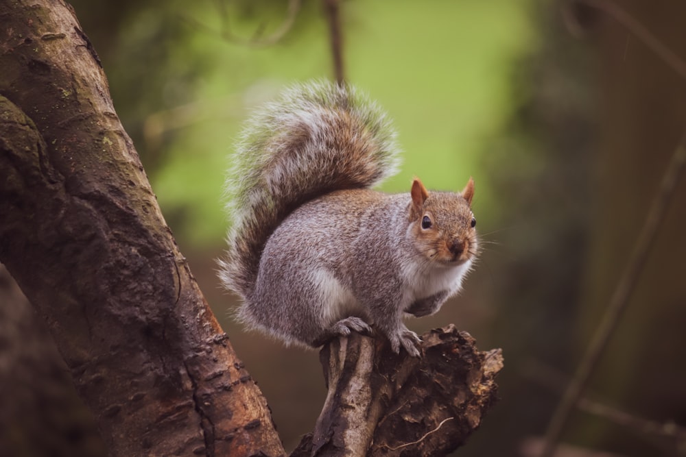 a squirrel is sitting on a tree branch