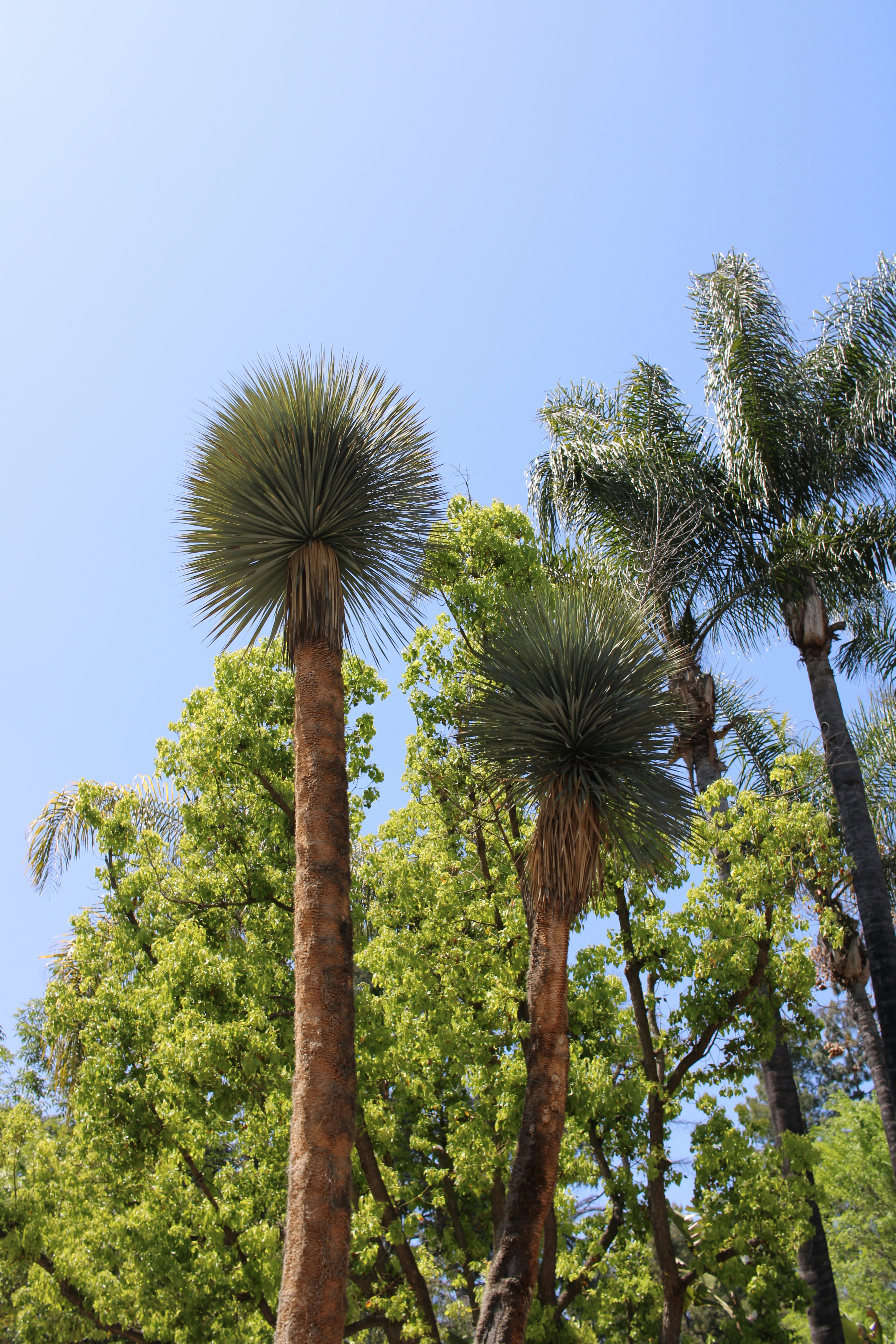 a group of palm trees with a blue sky in the background