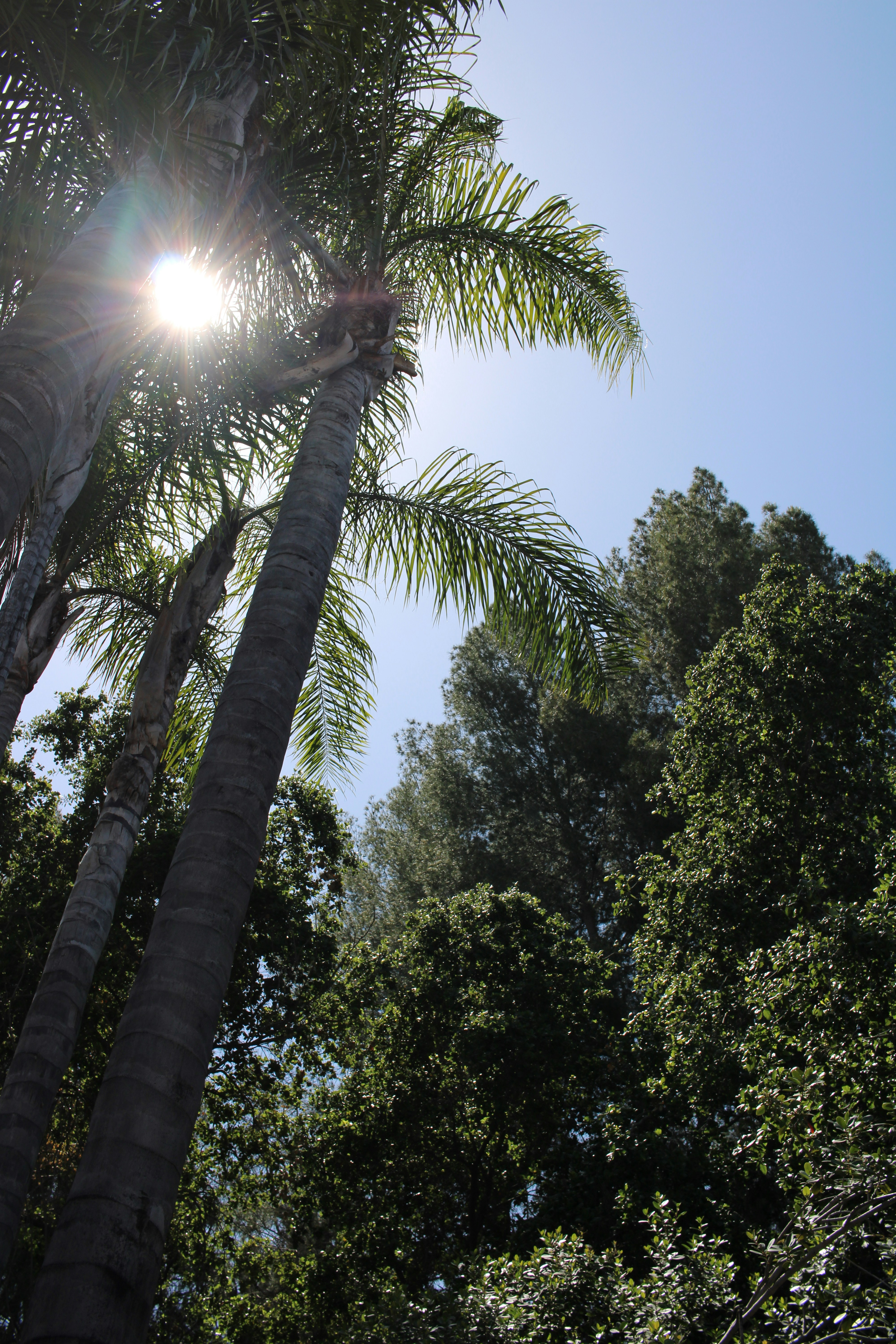 the sun shines through the leaves of a palm tree