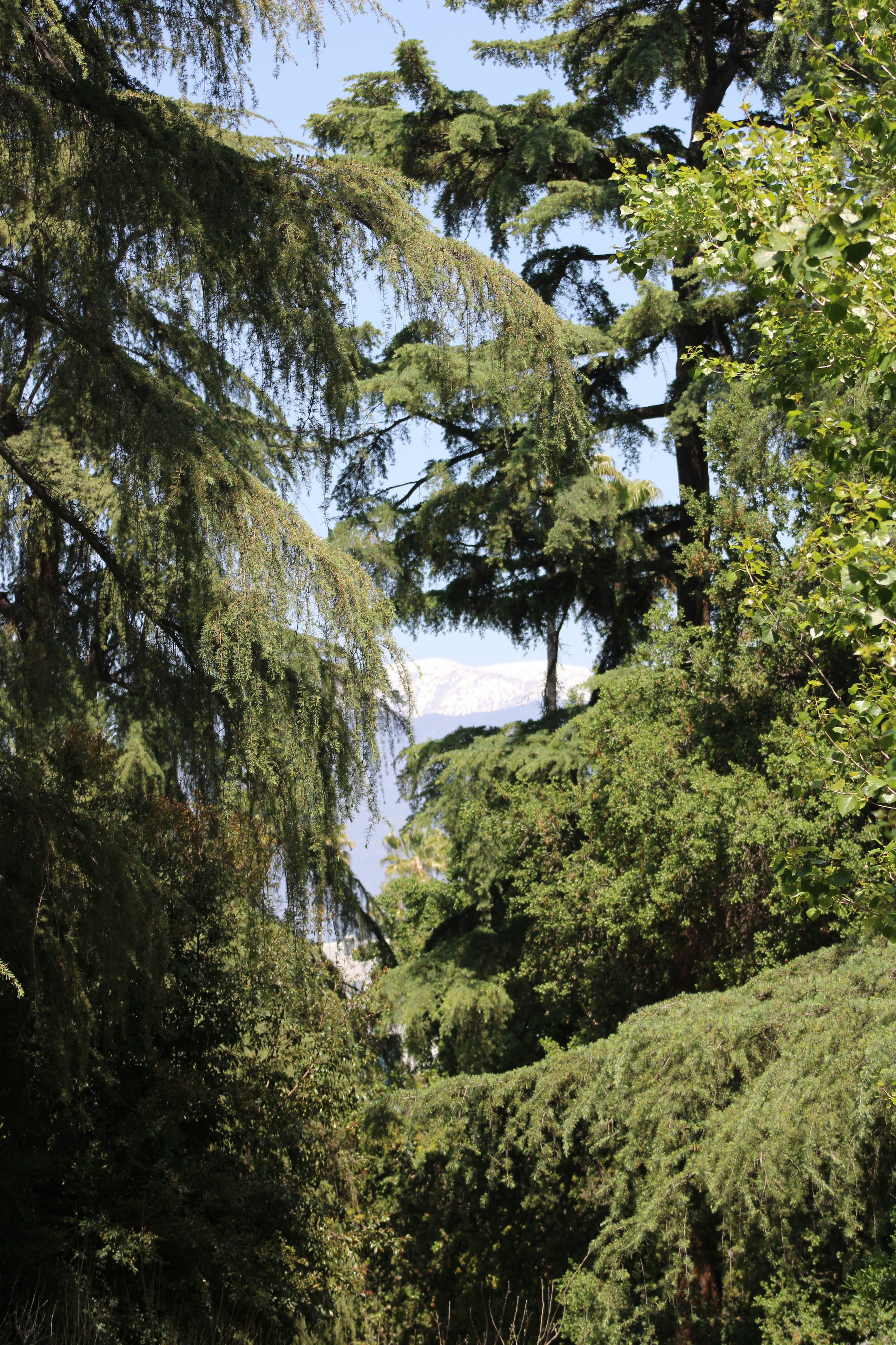 a man riding a horse through a lush green forest