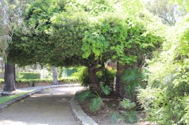 A serene garden path lined with lush greenery, featuring overhanging trees and dense foliage. Sunlight filters through the leaves creating dappled shadows on the path. The natural setting provides a tranquil and inviting atmosphere.