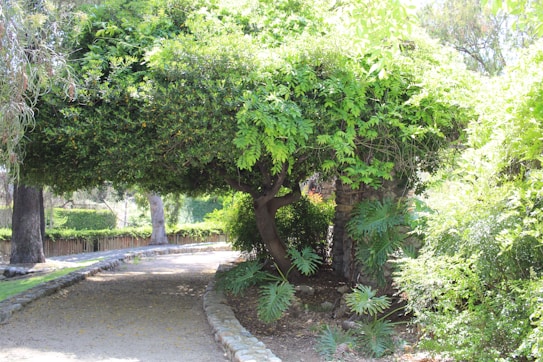 A serene garden path lined with lush greenery, featuring overhanging trees and dense foliage. Sunlight filters through the leaves creating dappled shadows on the path. The natural setting provides a tranquil and inviting atmosphere.