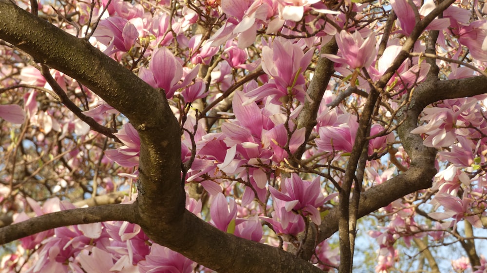 uma árvore com muitas flores cor-de-rosa sobre ela