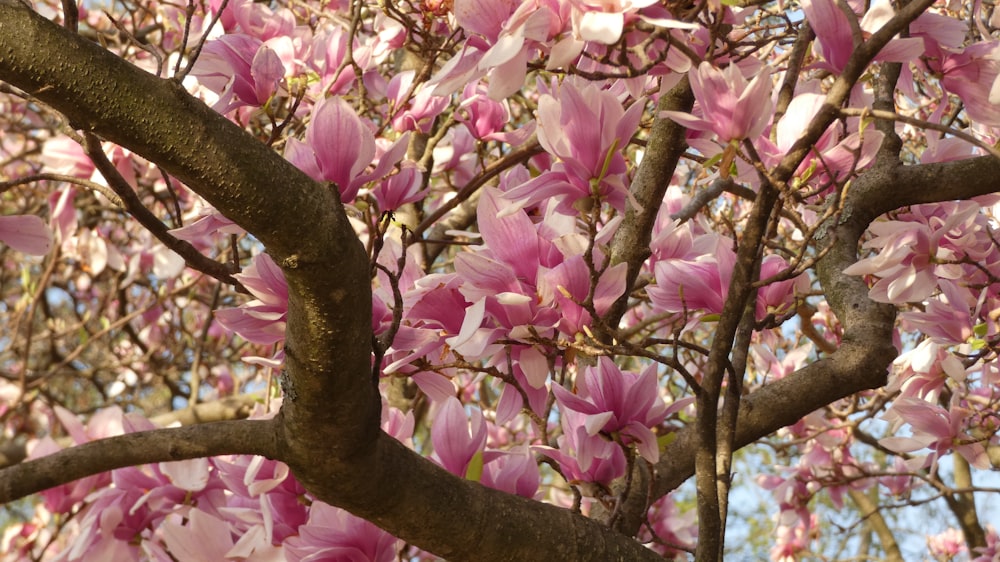 a tree with lots of pink flowers on it