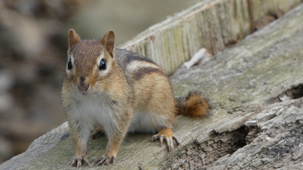 Una pequeña ardilla de pie encima de un tronco