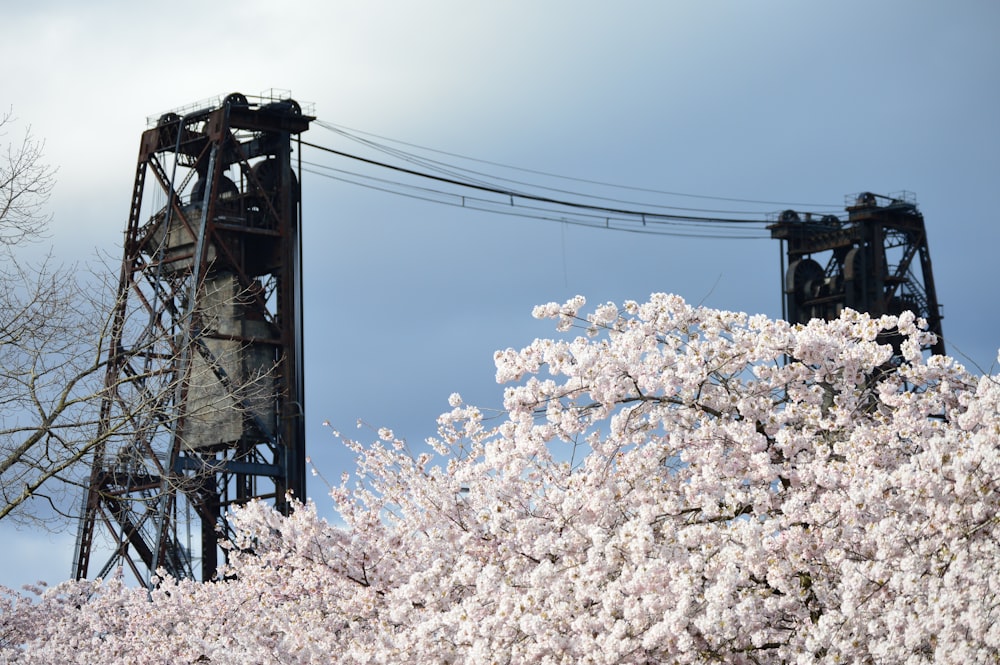 a cherry blossom tree with a power line in the background