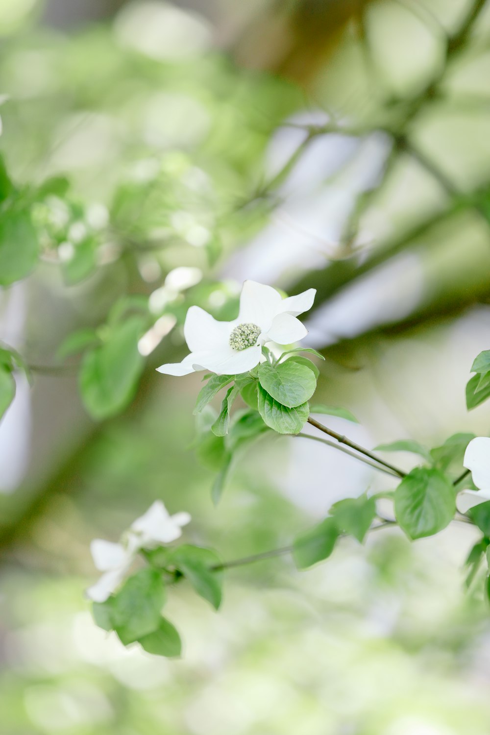 a close up of a white flower on a tree branch