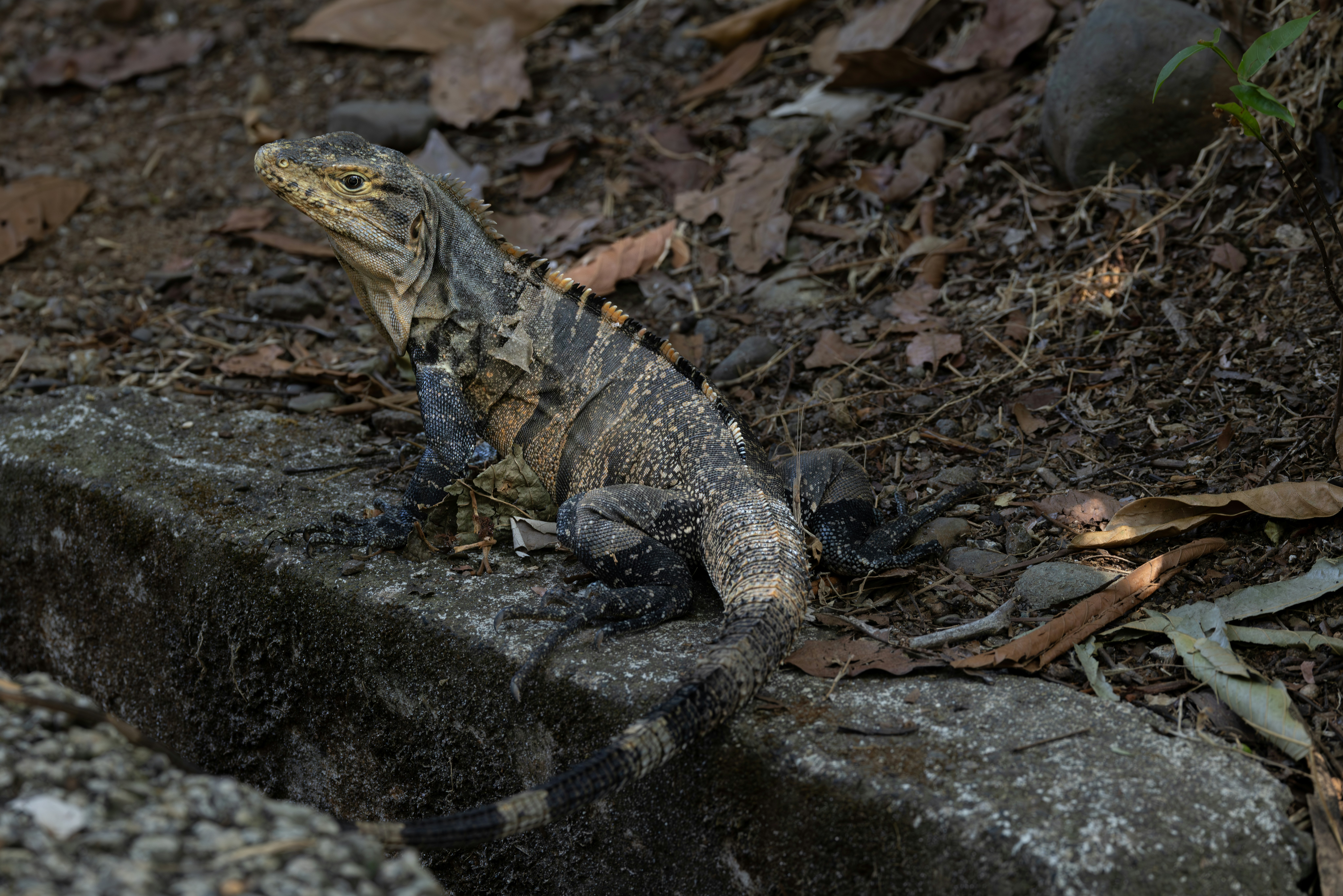 a large lizard sitting on top of a rock