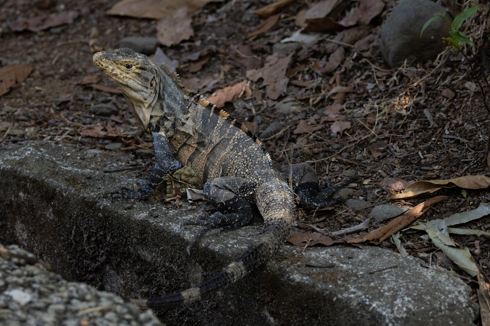 a large lizard sitting on top of a rock