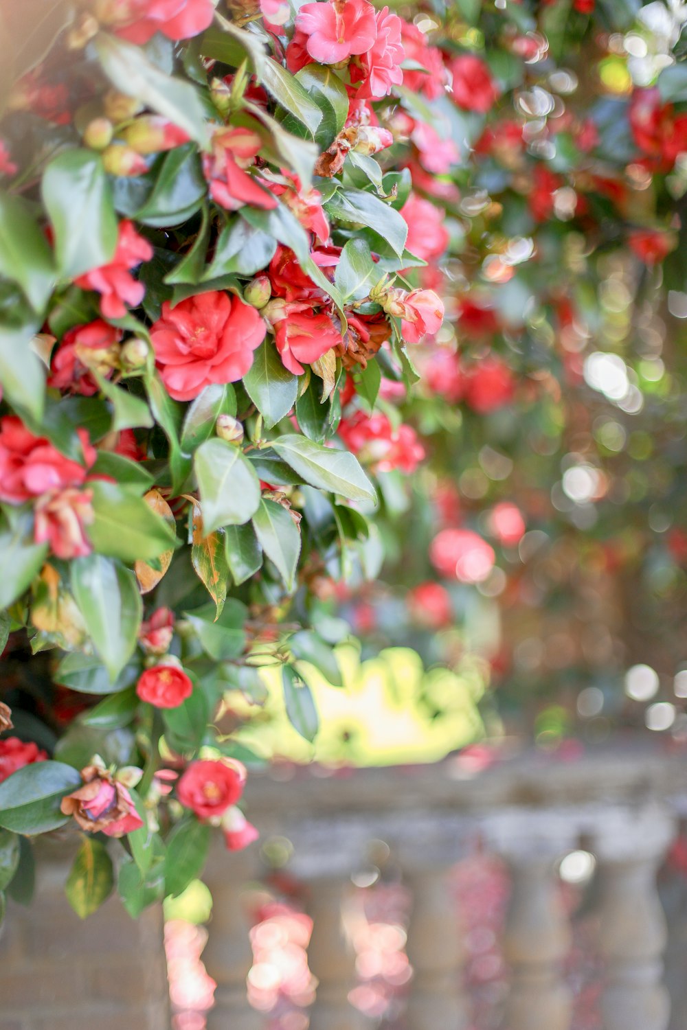 a bunch of red flowers hanging from a tree