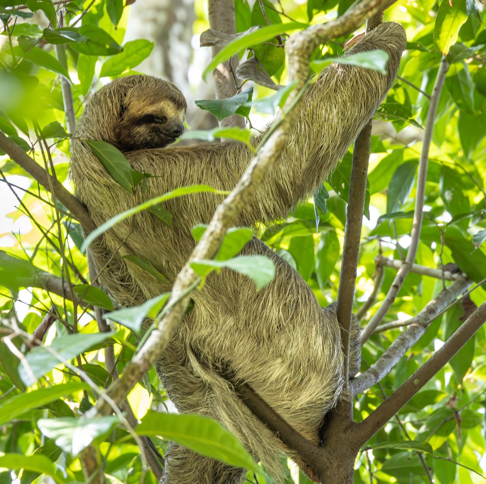 a sloth hanging from a tree branch in a forest