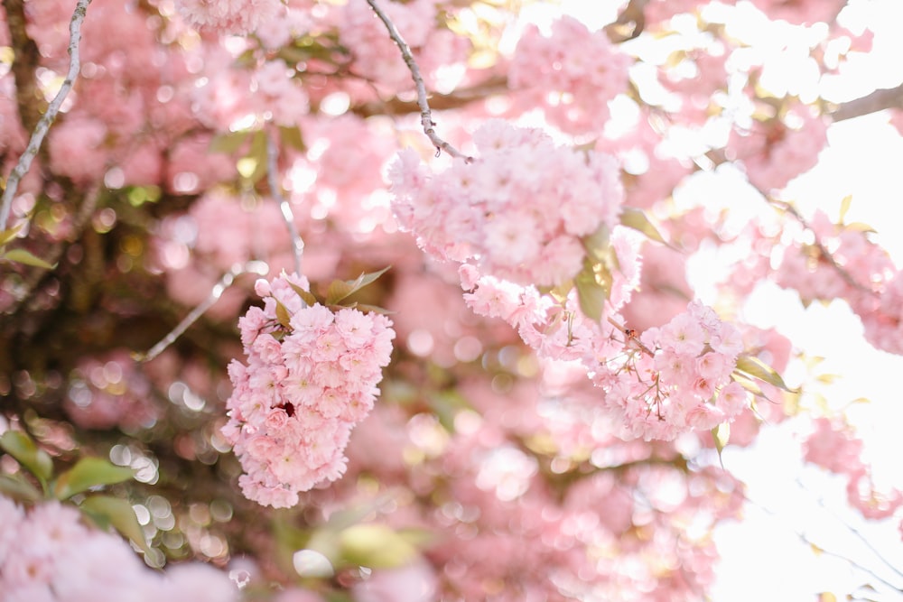 pink flowers are blooming on a tree