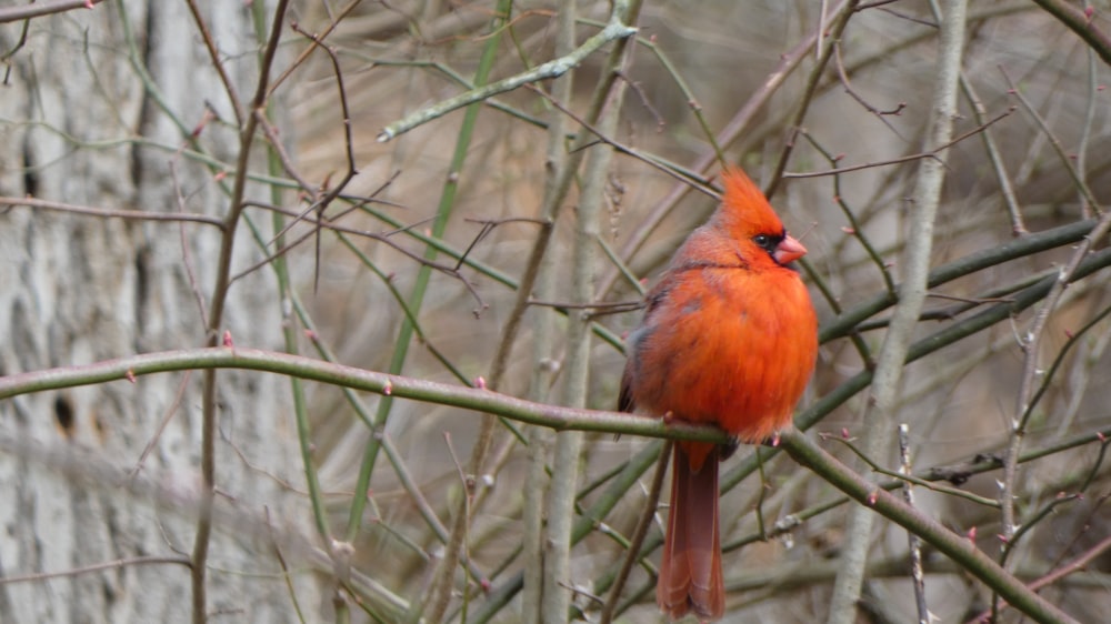 a red bird perched on a tree branch