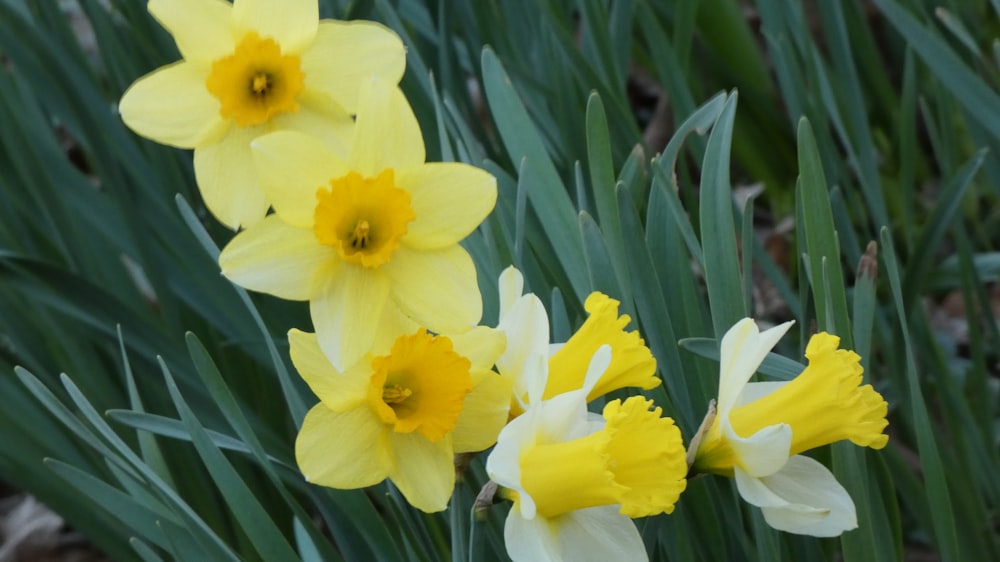 a group of yellow and white daffodils