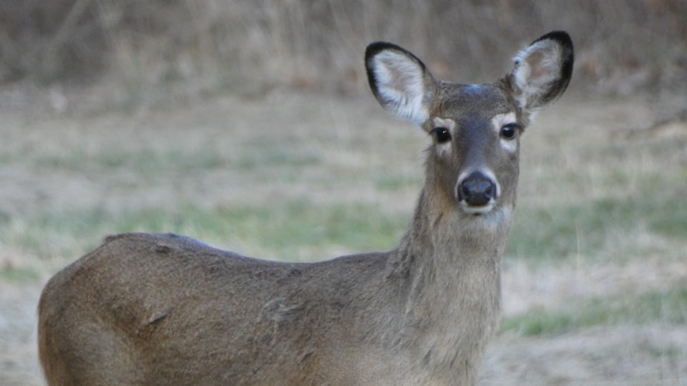 a close up of a deer in a field