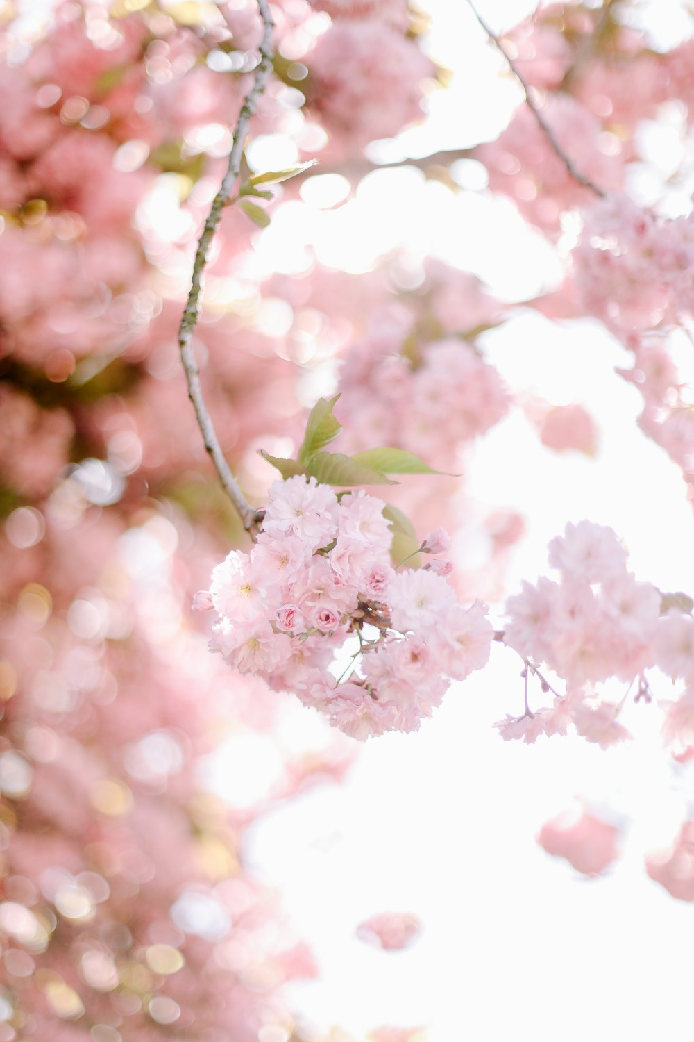 pink flowers are blooming on a tree branch