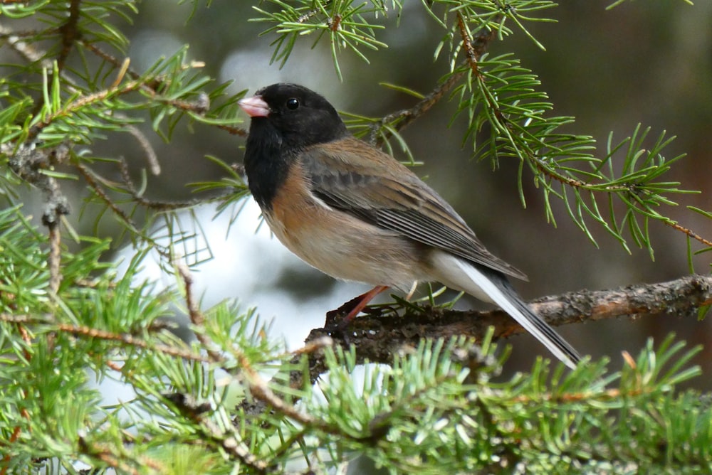 a bird perched on a branch of a pine tree