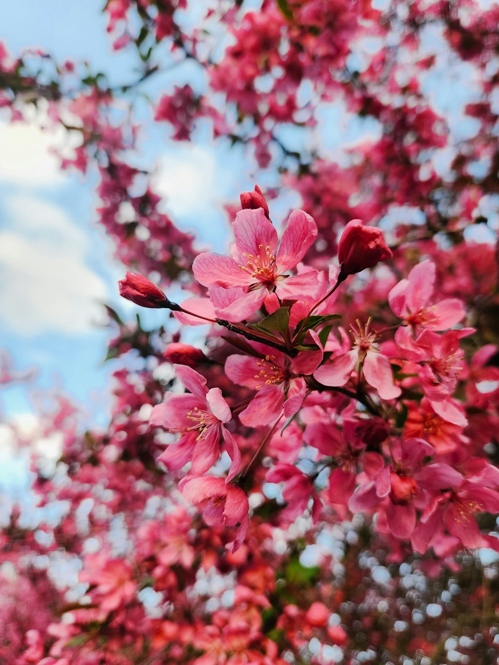 pink flowers are blooming on a tree