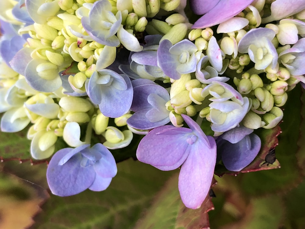 a close up of a bunch of purple and white flowers