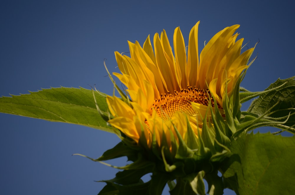 a sunflower with a blue sky in the background