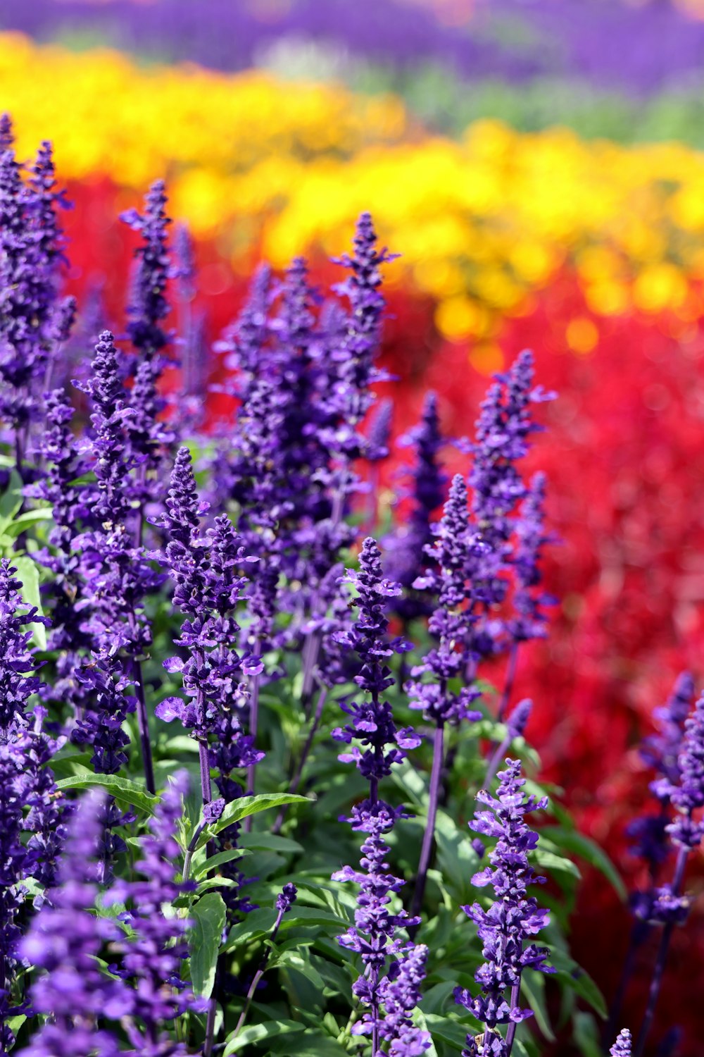 a field full of purple and yellow flowers