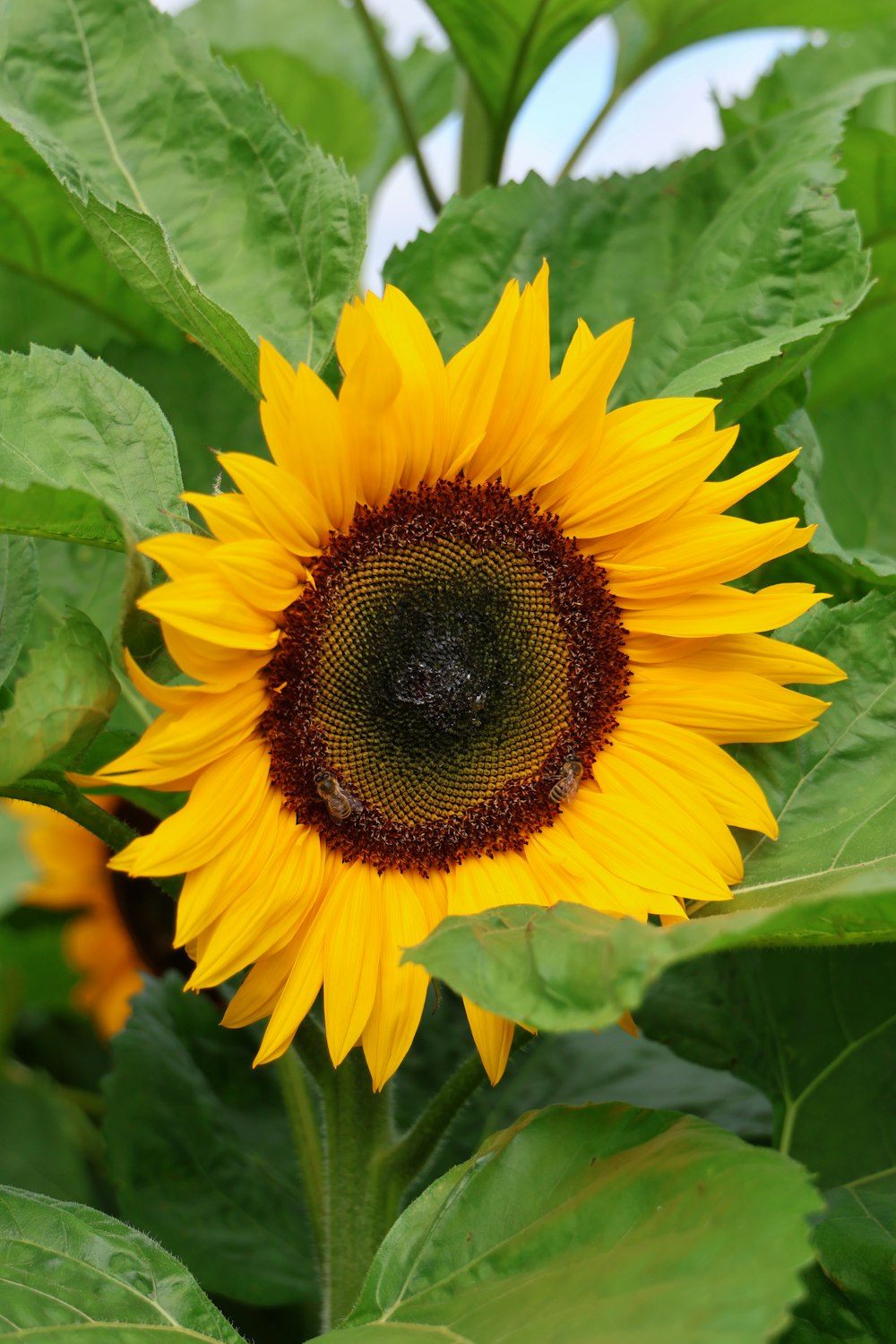 a large yellow sunflower with green leaves