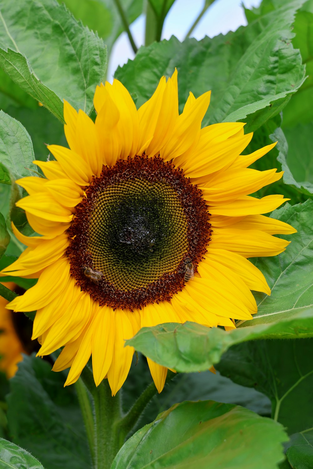 a large sunflower with a bee on it