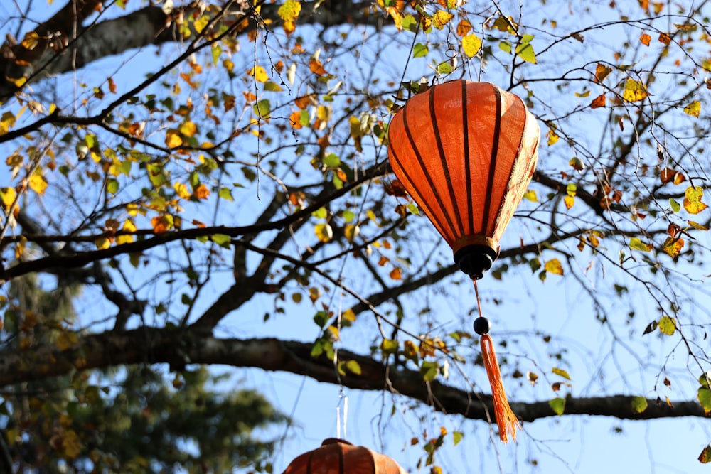 a couple of orange lanterns hanging from a tree