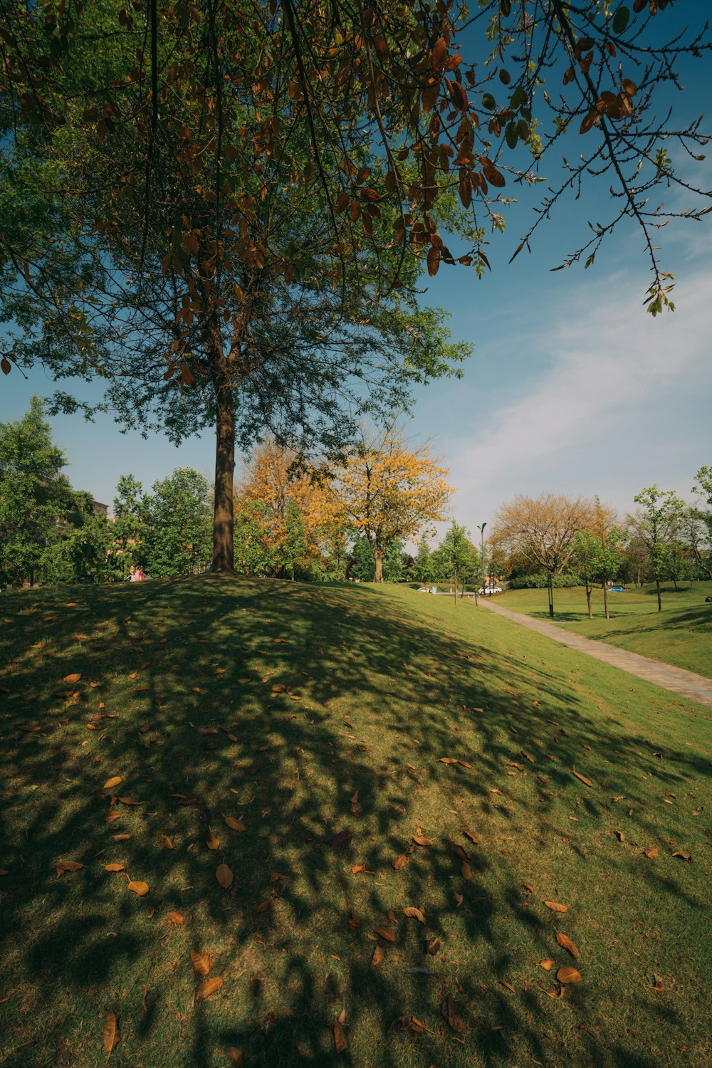 a tree casts a shadow on a grassy hill