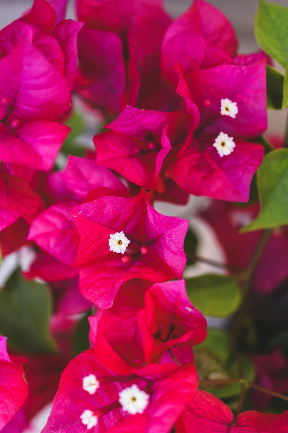 a close up of a bunch of red flowers