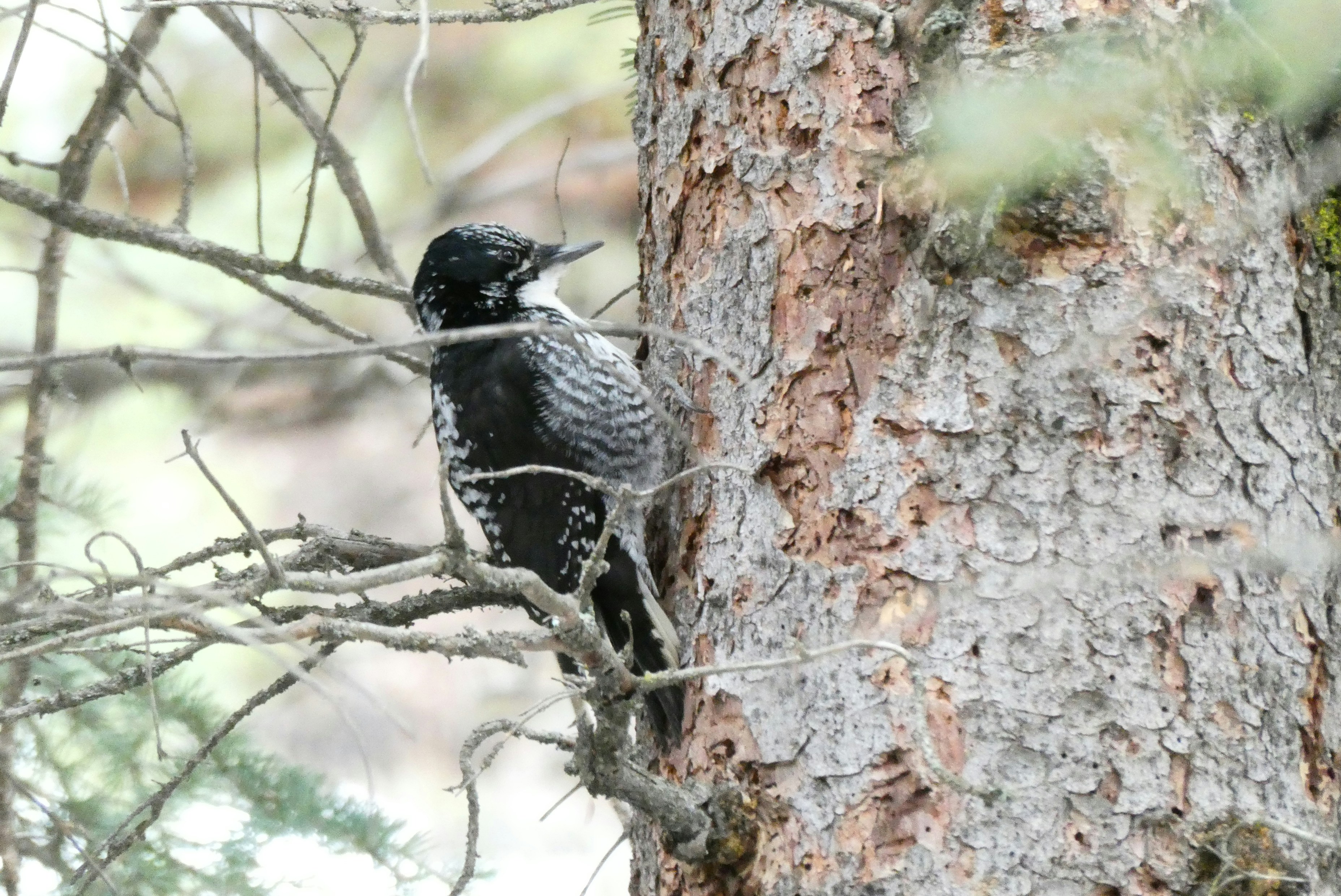 a black bird perched on a tree branch