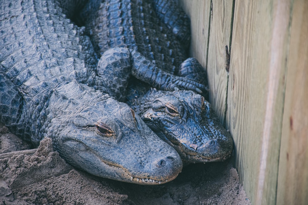 a couple of alligators laying next to each other