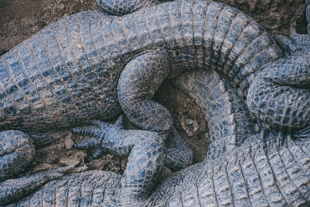 a large group of alligators laying on top of each other