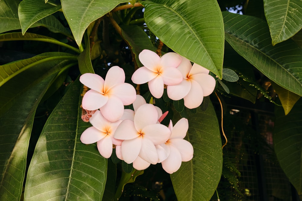 a bunch of flowers that are on a tree