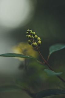 a close up of a flower on a tree branch