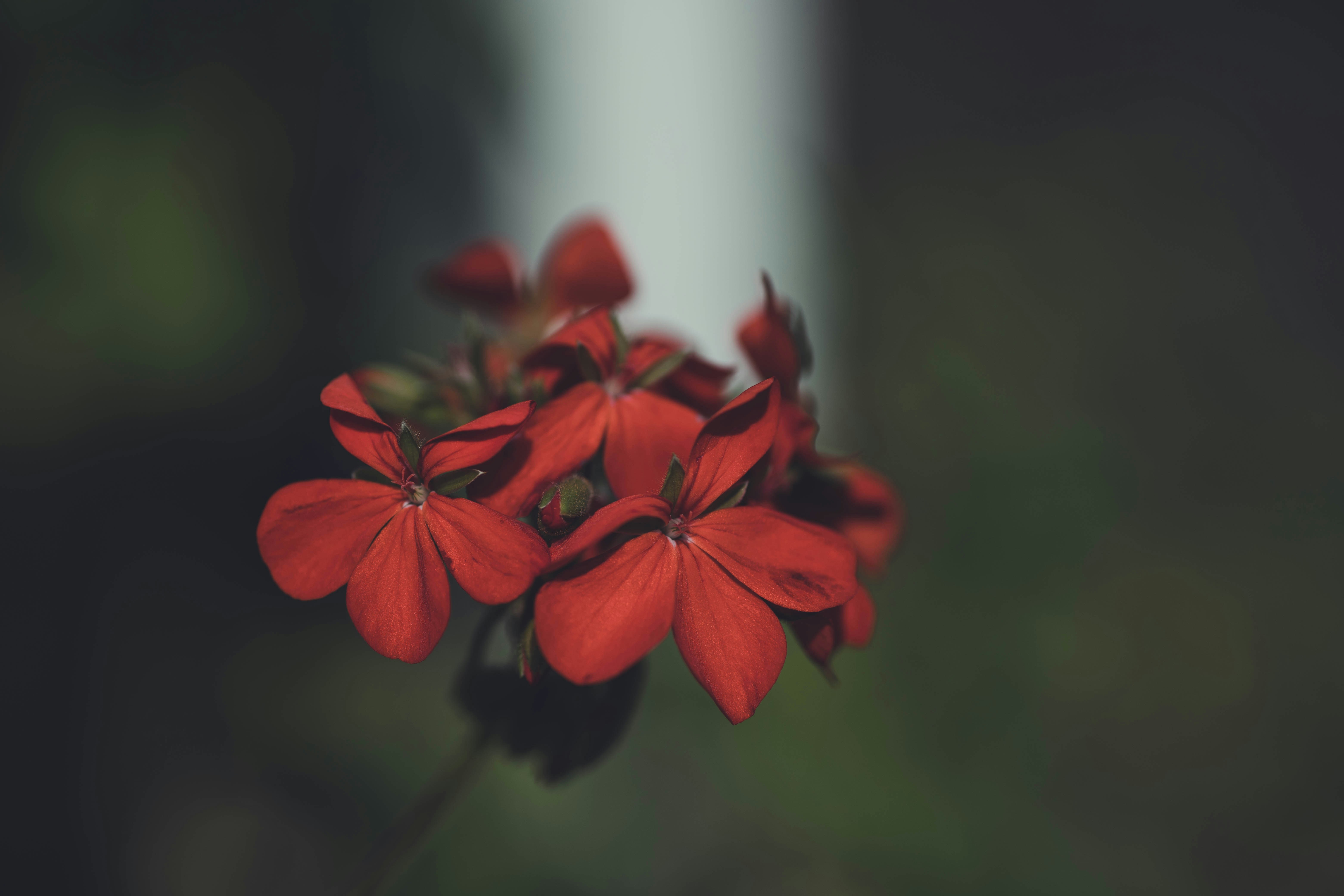 Photo by rrodriguesim