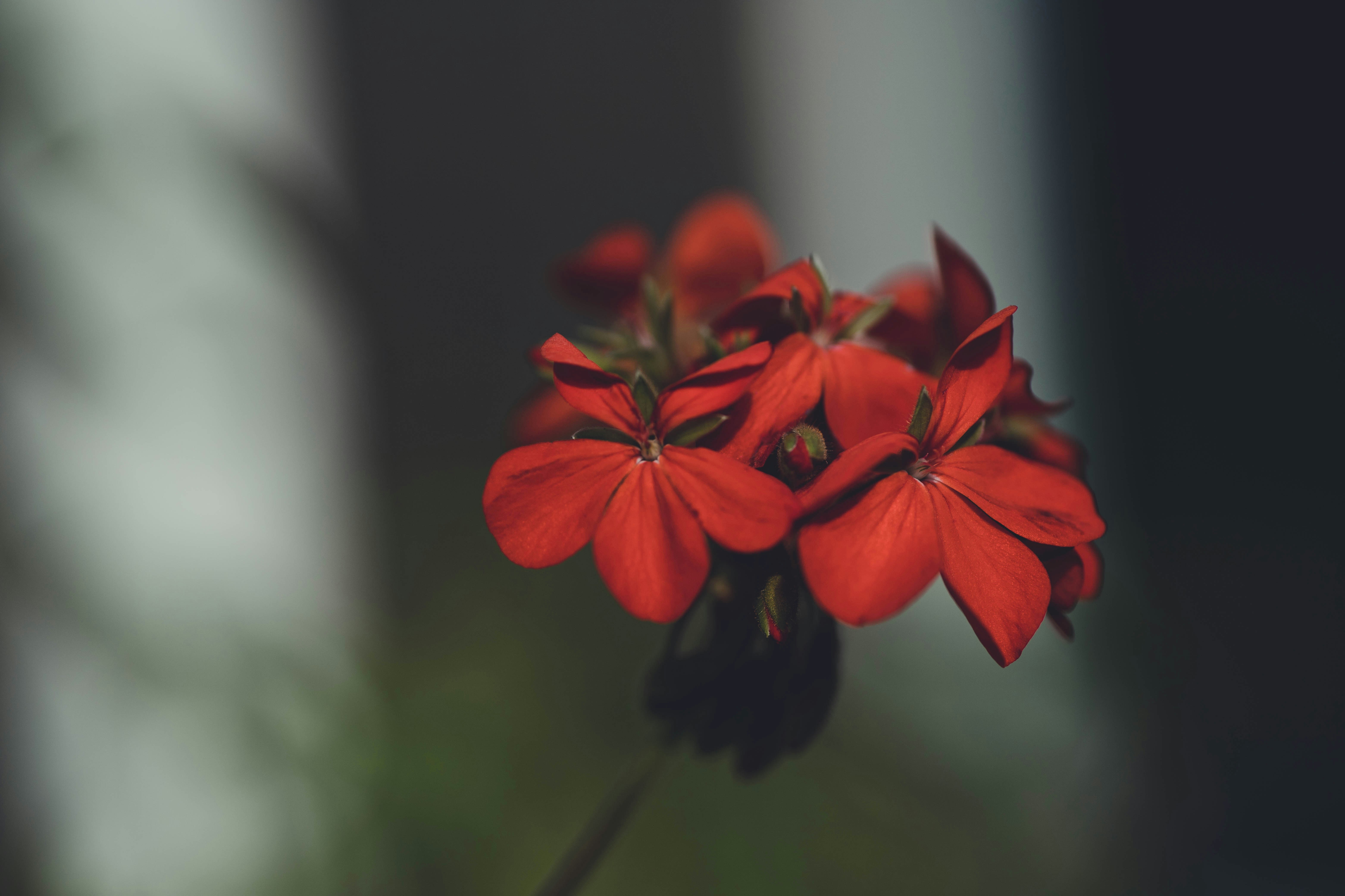 Photo by rrodriguesim