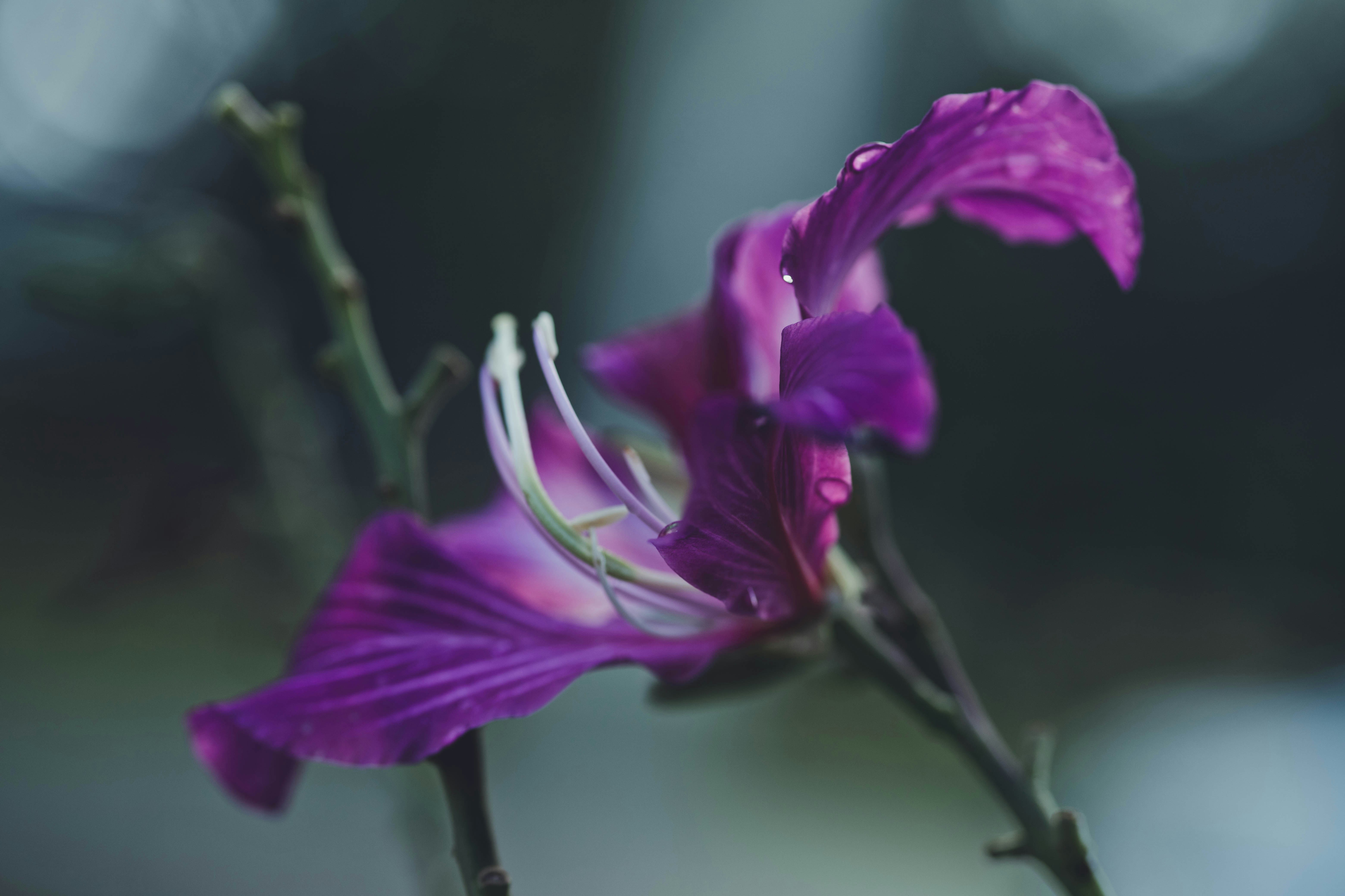 Photo by rrodriguesim