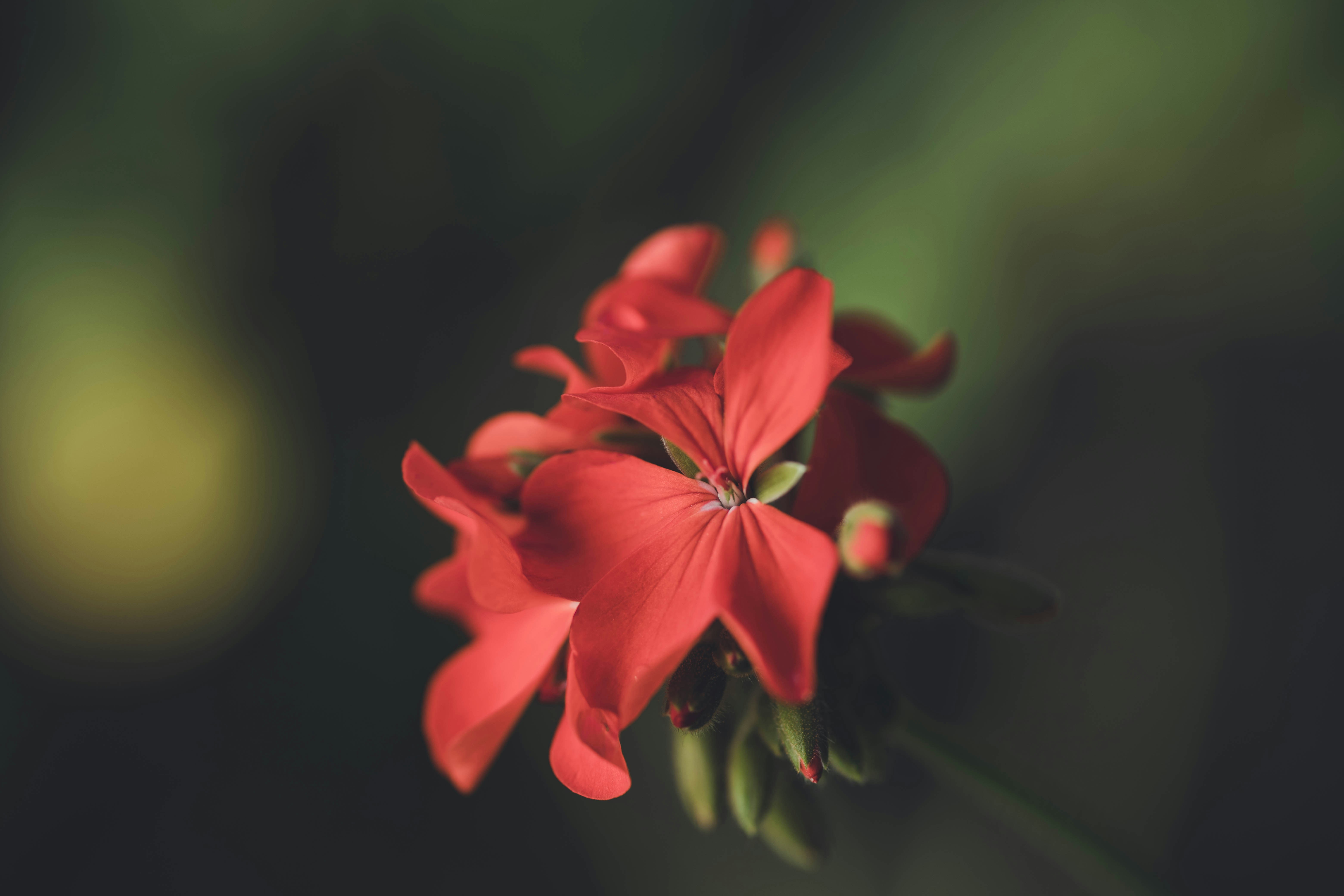 Photo by rrodriguesim