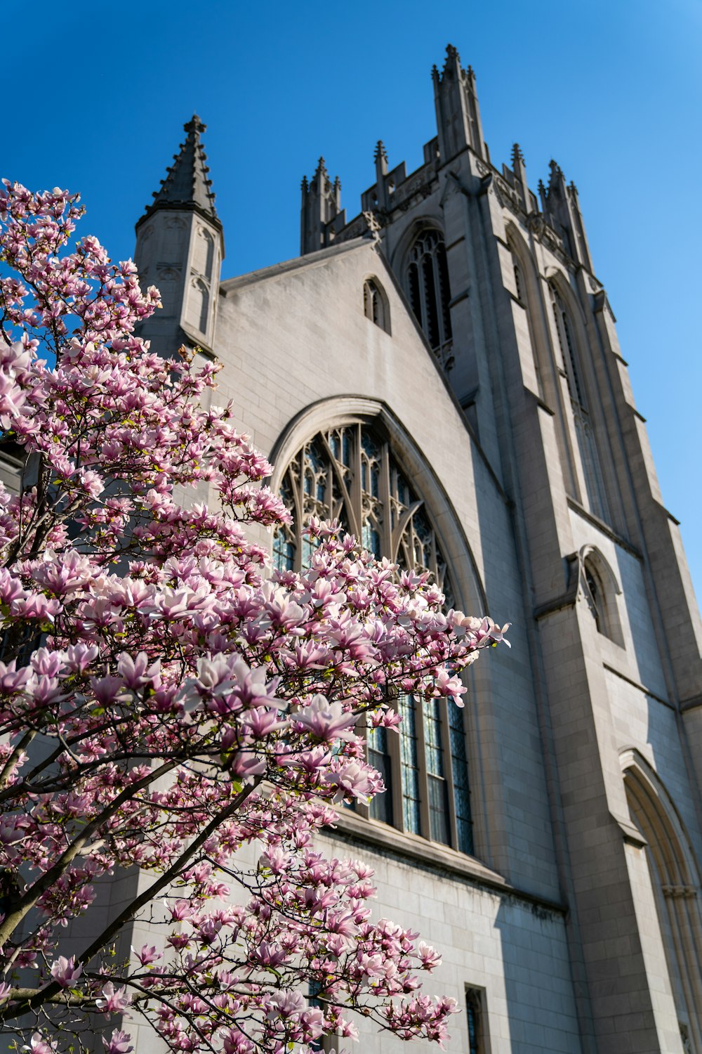 a tree with pink flowers in front of a church