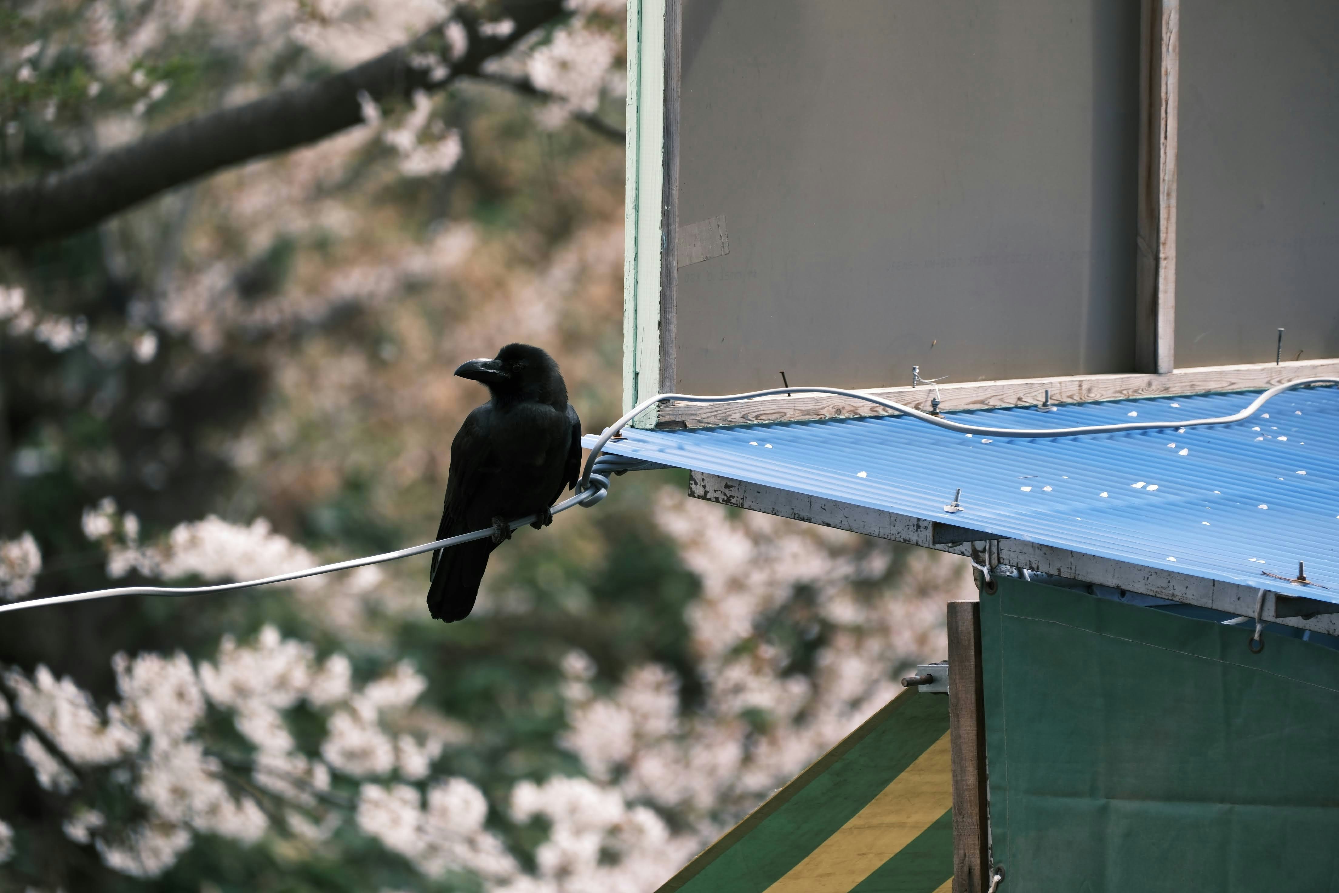 a black bird sitting on top of a blue roof