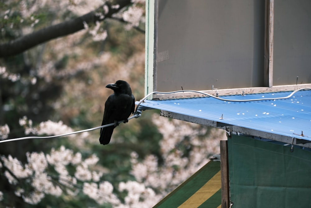 a black bird sitting on top of a blue roof