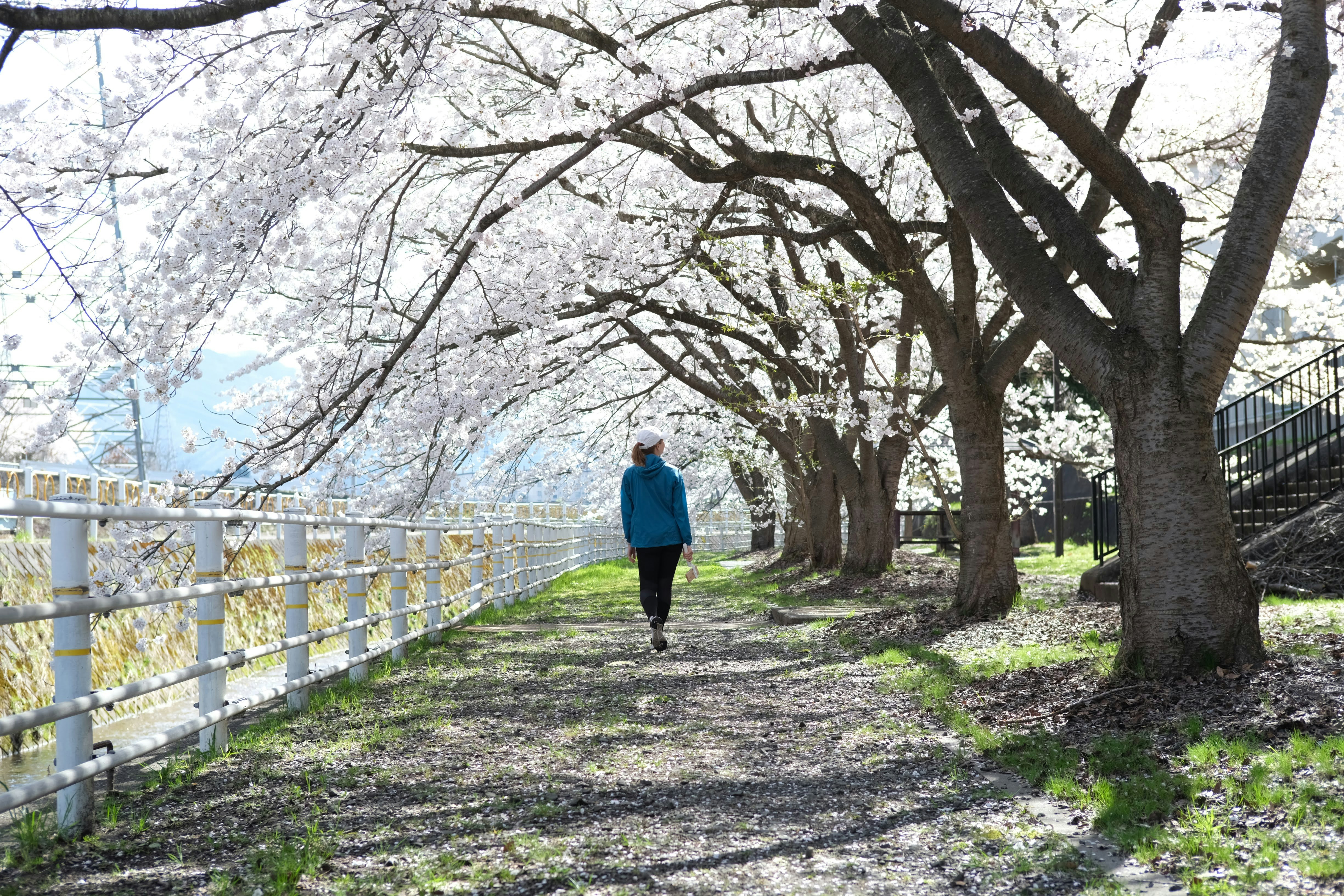 Cherry blossom tunnel canopy in full bloom