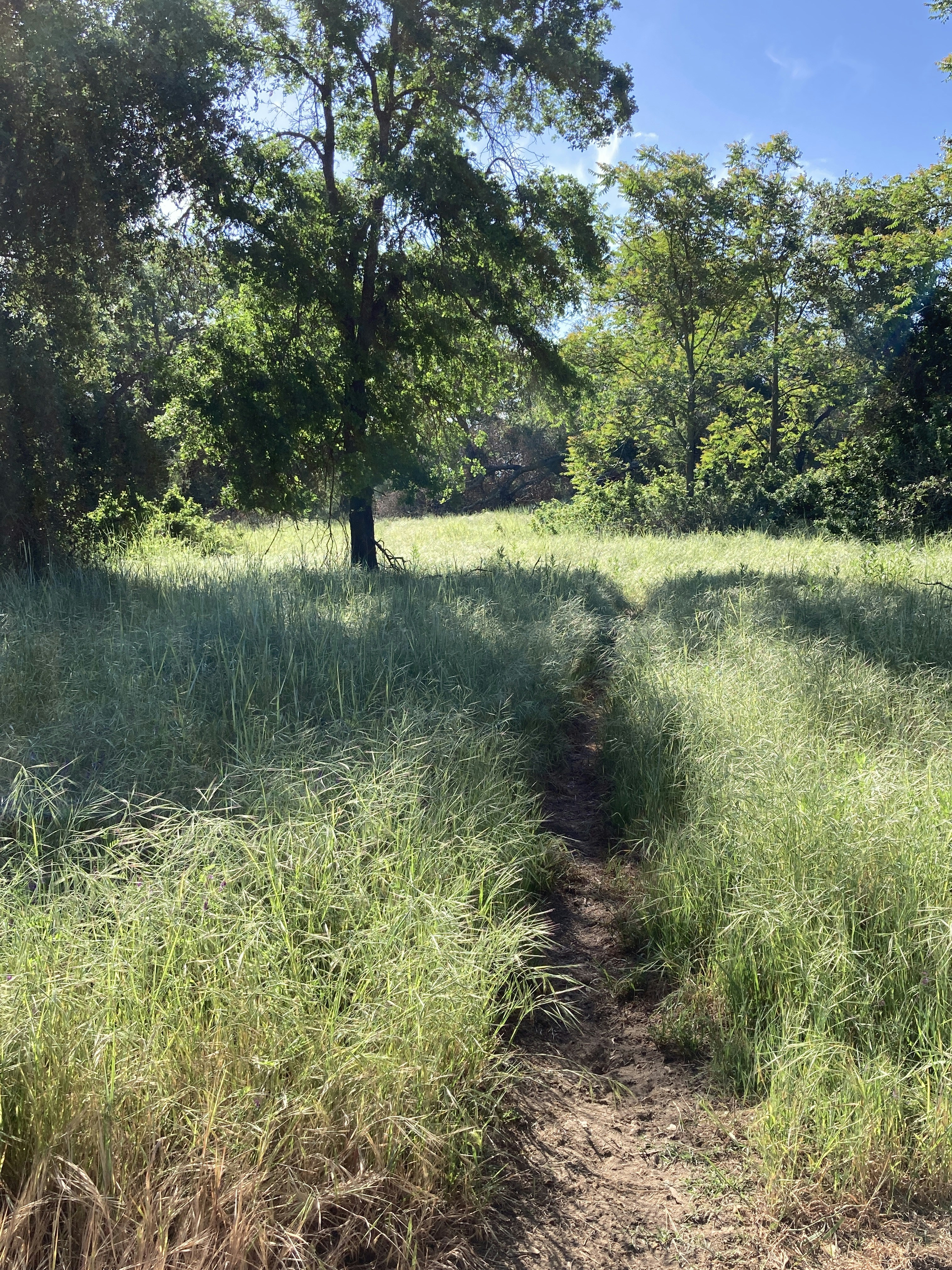 Un camino de tierra en medio de un campo de hierba
