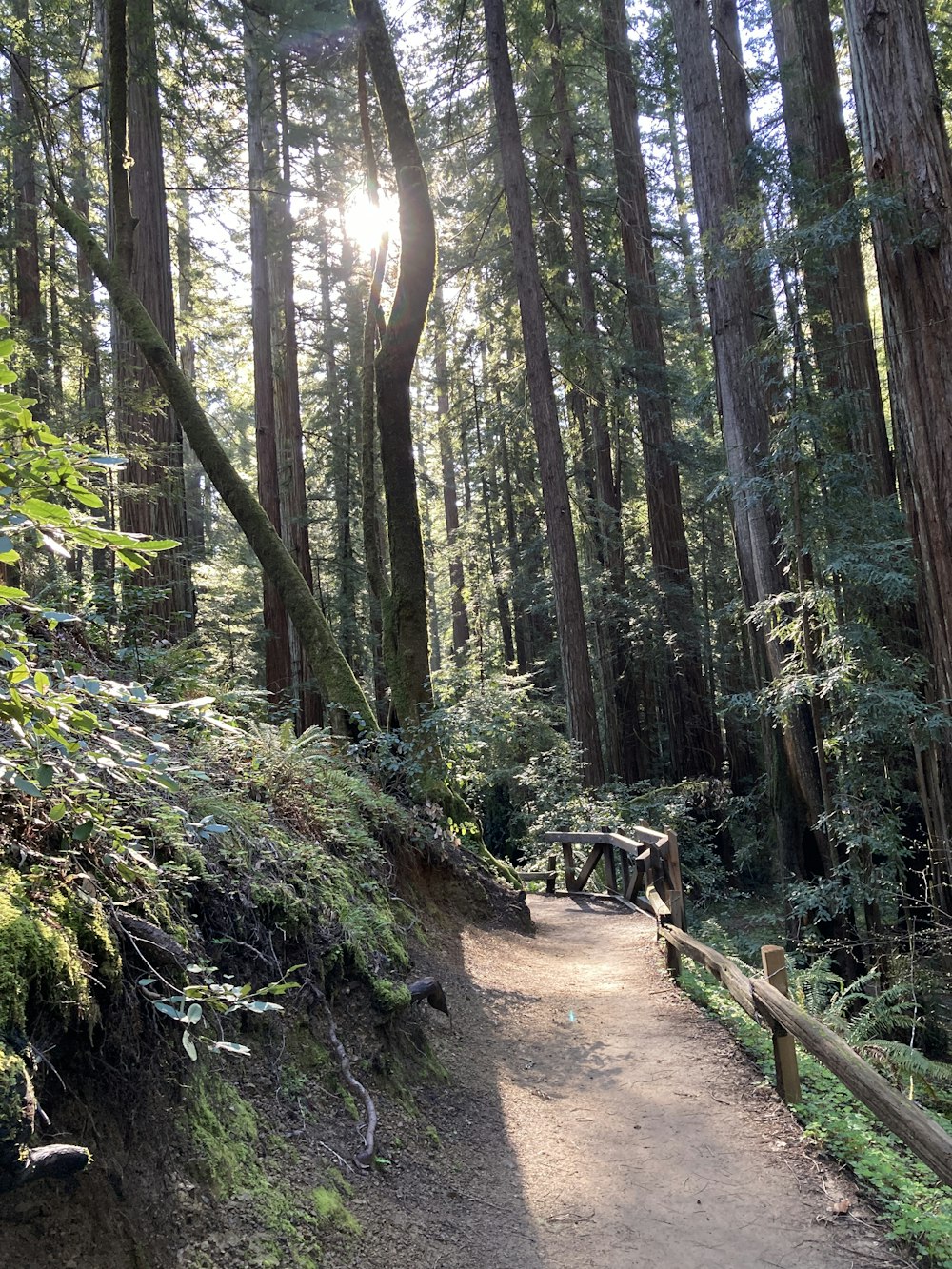 a path in the middle of a forest surrounded by tall trees